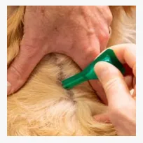 how to inject ivermectin in a dog